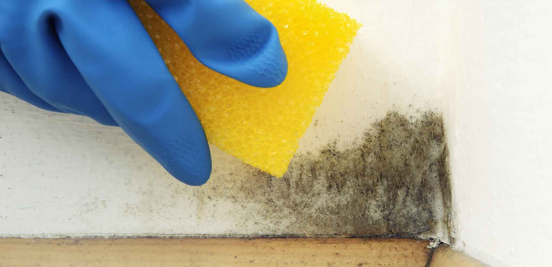 استفاده از مواد ضد قارچ و ضد کپک